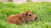 Fermilab welcomes first bison babies of the season