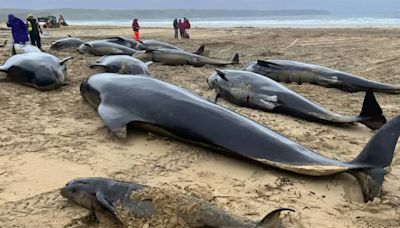 SOS 70 ballenas piloto quedan varadas en Escocia; varias han muerto