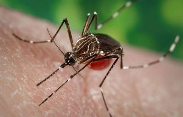 Los Angeles County investigating new locally acquired dengue fever cases