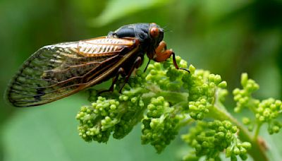 Cicadas 2024: See photos of the rare double brood emergence across the U.S.