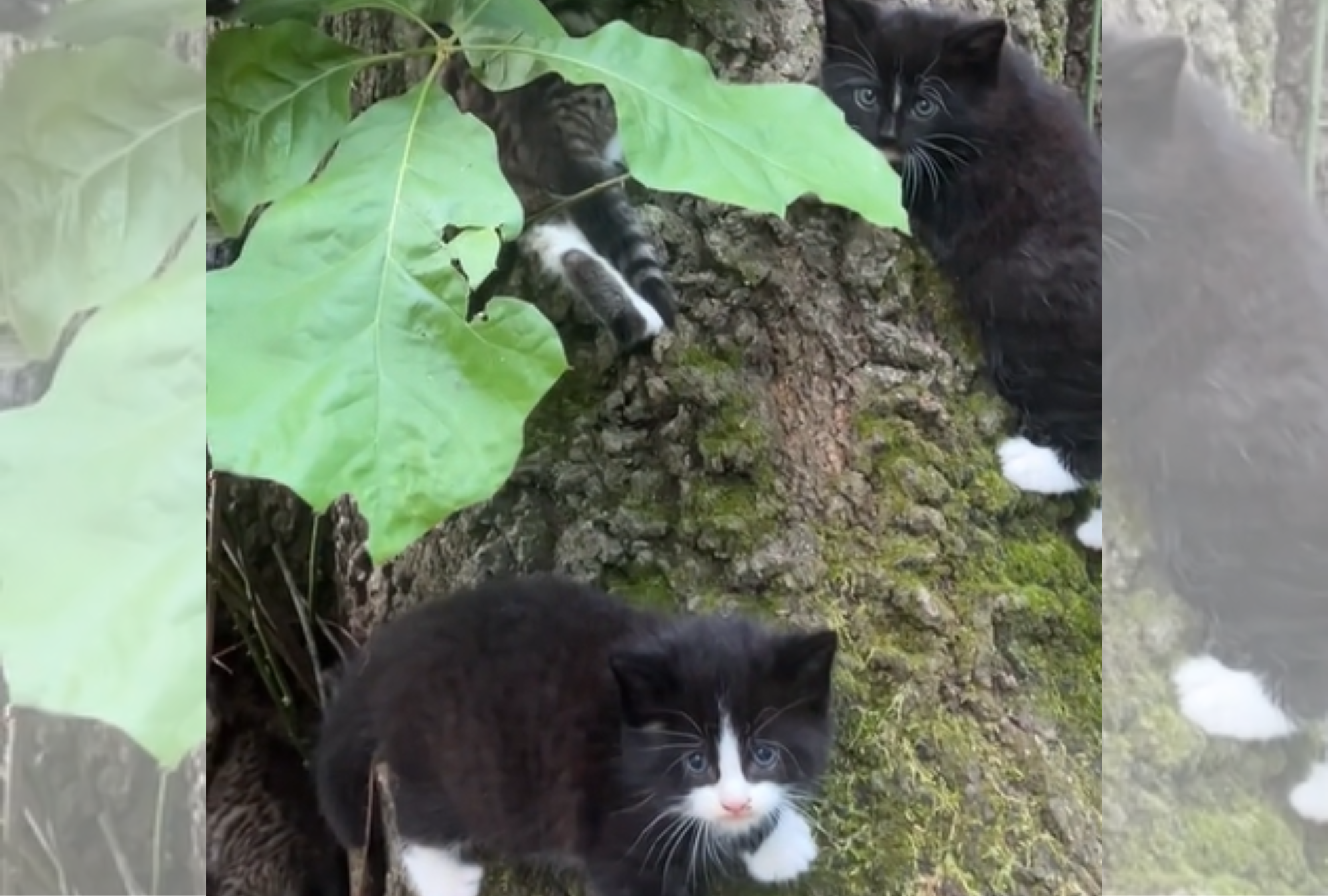 Woman discovers stray cat kittens on her tree, everyone asks same question