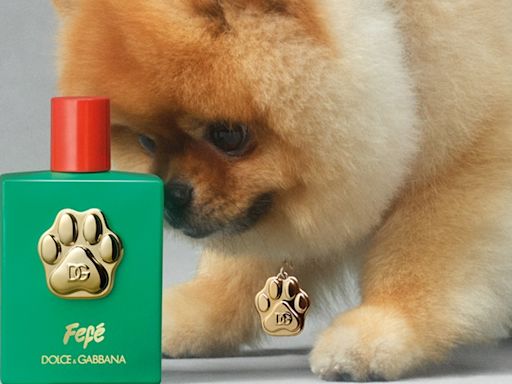 超萌狗狗助陣賣香水！DOLCE&GABBANA「寵物專用香氛」柔軟氣味連主人都入坑 - 自由電子報iStyle時尚美妝頻道