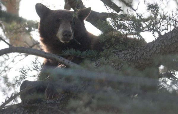 Woman found dead inside California home marks state's first fatal black bear attack