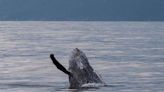 Baleias devem se misturar aos barcos da Semana de Vela de Ilhabela