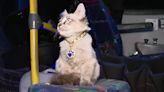 Zafiro, el “cat-charpo” que cobra los pasajes en el transporte público de Puebla