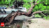 Mohali facing threat from neglected and dangerous trees | Chandigarh News - Times of India