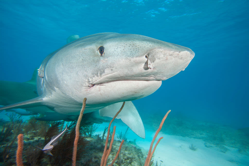 The History of Shark Week