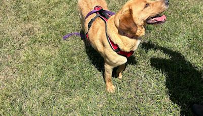 Stray dog in NKY rescued, now training to become search dog