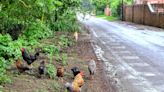 Noisy flock of feral chickens means villagers have to wear ear plugs