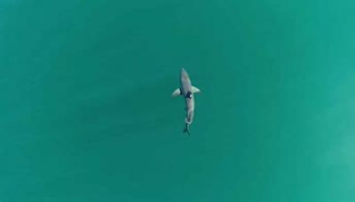 Los tiburones blancos recién nacidos prefieren estar más cerca de la costa