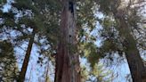 Giant Sequoia Lands Coalition spends $10M to restore giant sequoia groves from wildfires