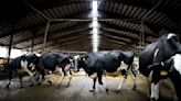 First case of bird flu detected in Minnesota dairy cows