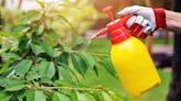 'Homemade weed killer’ is the easiest method to the plant from your home