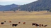 Environmental groups sue feds over cows in Valles Caldera