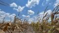 Drought and triple-digit temperatures result in disaster for farmers