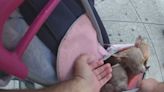 NYPD rescues puppies after woman illegally sold them inside a bag: VIDEO