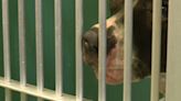 Palm Beach County animal shelter faces critical overcrowding crisis