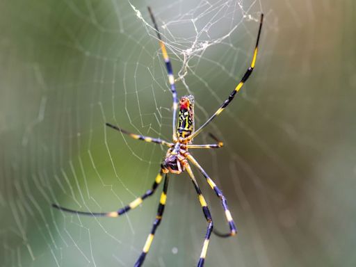 What to Know About the Giant Venomous Flying Spiders Invading the U.S.