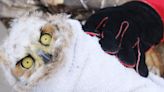 Owl family at hospital has own emergency