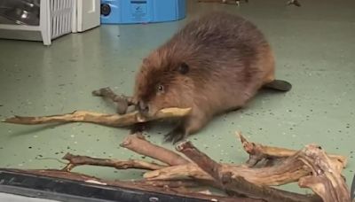 A look at beavers' important role in California's wildfire resistance