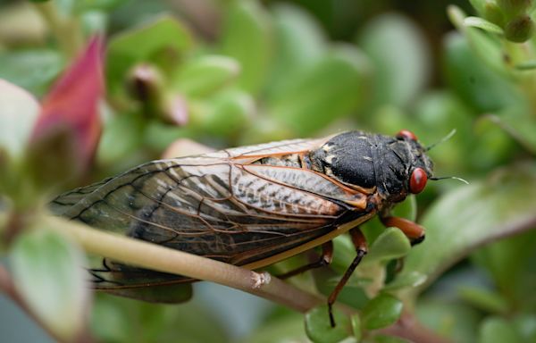 Where are the cicadas? Use this interactive map to find Brood XIX, Brood XIII in 2024