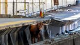 Bull on tracks disrupts trains between Newark and New York