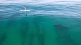 Watch a Great White Shark Cruise By SUP Surfer in Crystal Clear Water