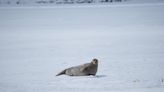 'Like being at a loud rock concert': study looks at how ship noise affects Arctic marine mammals