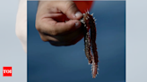 'They eat head, whole body ...': Fishermen face growing threat from bearded fireworms devouring their catches - Times of India