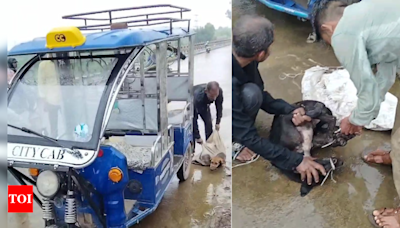 Police rescue six strays tied in sacks from being thrown off bridge | Bhopal News - Times of India