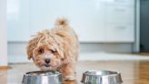 PSA for Pet Parents: These Are the Best Food Storage Containers on the Market
