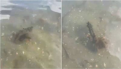 Mujer que caminaba por costa del Reino Unido encuentra ‘extraña’ criatura marina