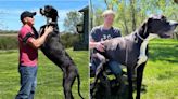 「世界最高狗」逝世！上月才獲世界紀錄認證