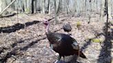 Sportsmanship, safety and gobbler hunting: Follow these guidelines to avoid accidents
