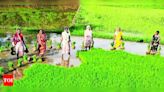 86 farmers to receive 51 lakh as procurement price for paddy in Palamu | Ranchi News - Times of India