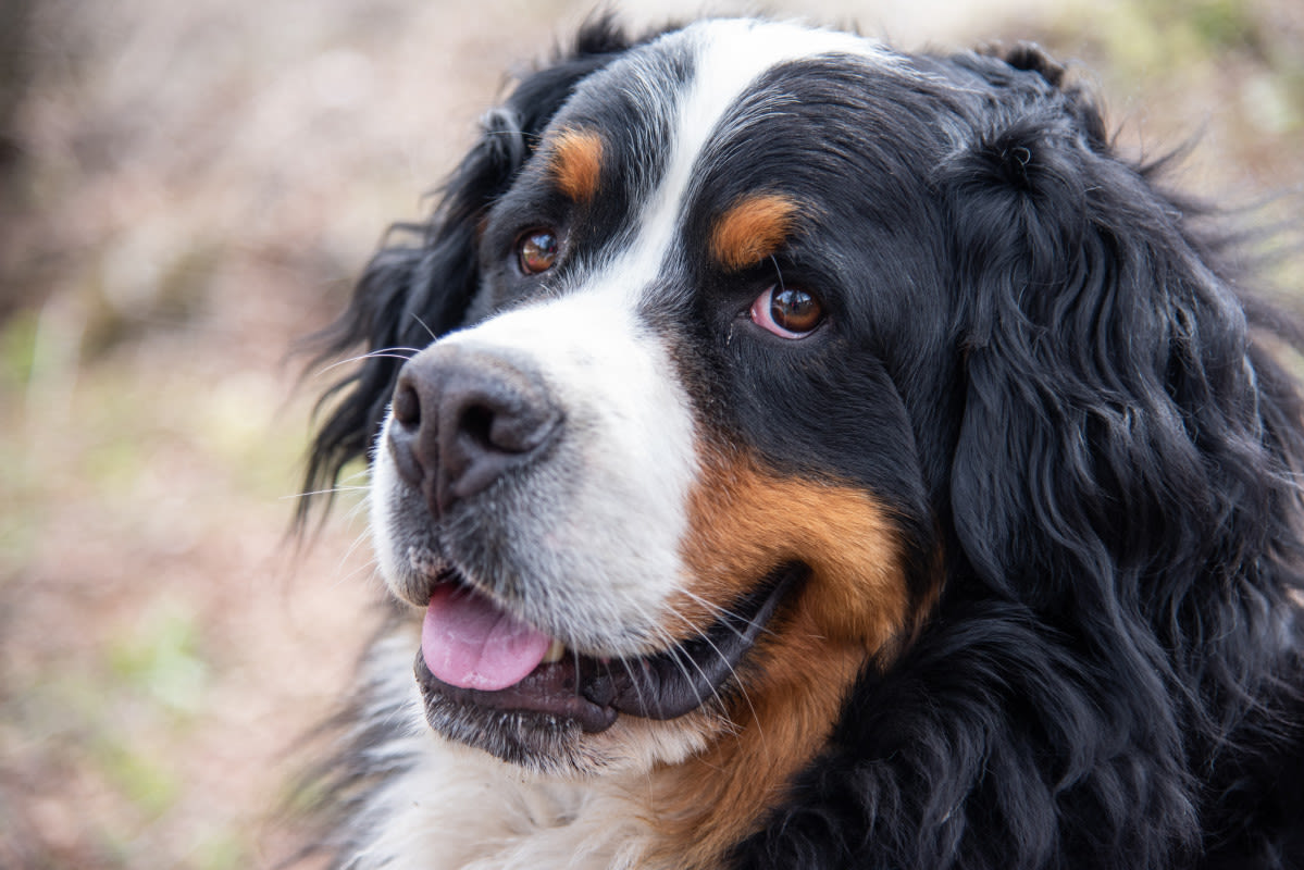 Bernese Mountain Dog Attempts to ‘Catch’ a Bumblebee and It’s Pure Cuteness Overload