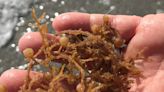 Sargassum bloom not all bad as it creates habitat, absorbs carbon. Things to know