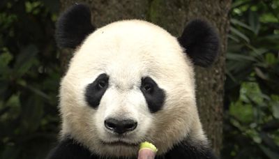 Panda diplomacy from China: Bridging nations through conservation
