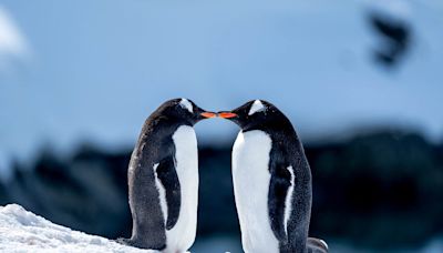 What is pebbling? All about the love language inspired by penguins