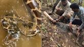 Chilling video! Massive python gets trapped in fishing net in Karnataka village | Today News