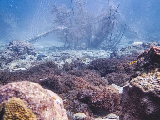 Por qué algunos corales están mejor muertos