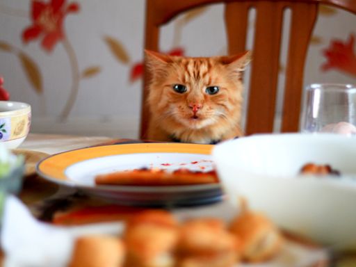 Cat Stealing Your Food? A Veterinarian Explains Why This Behavior Occurs and How To Fix It