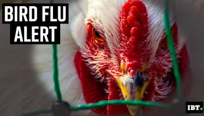 Avian flu virus may be more infectious to humans from cattle than from birds: research