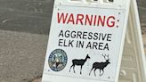 Elk encounters increasing amid calving season in Colorado