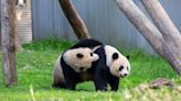 Caretakers get giant pandas ready to leave for new home in China