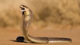 Snakes on a Plane! Pilot Makes Emergency Landing After Finding Deadly Cobra in the Cockpit