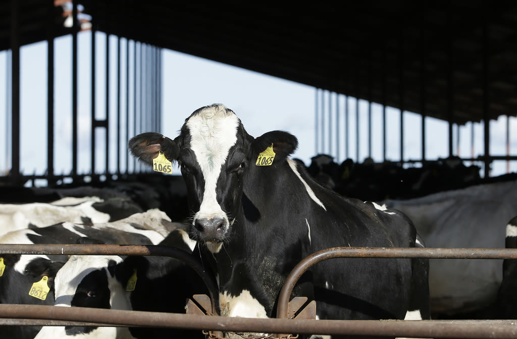 No plans yet to modify Colorado livestock fairs, shows despite presence of bird flu in dairy cows