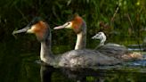 New Zealand crowns ‘bird of the century’ championed by John Oliver