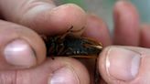 Rare blue-eyed cicada spotted during 2024 emergence at suburban Chicago arboretum