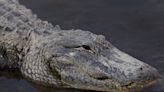 A South Carolina woman died in an alligator attack: How rare is that? What to do if you see one